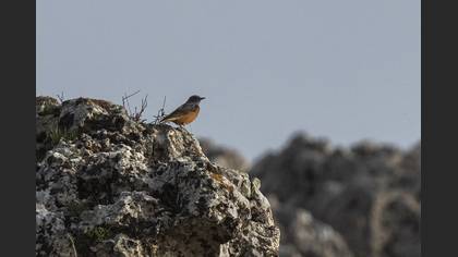Common Rock Thrush