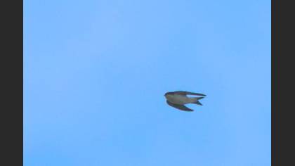 Western House Martin