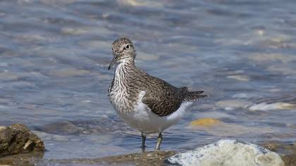 Common Sandpiper