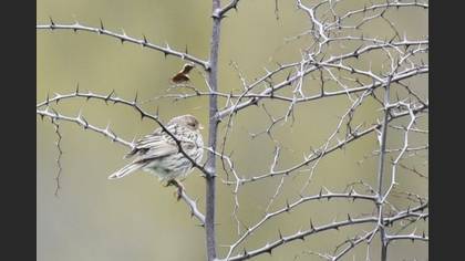 Corn Bunting