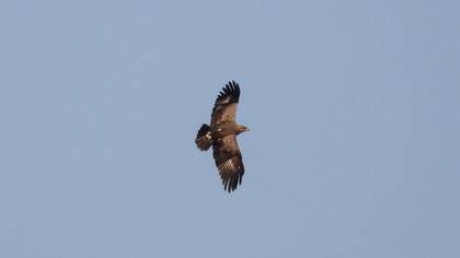 Lesser Spotted Eagle