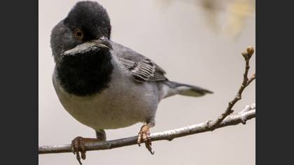 Rüppell`s Warbler