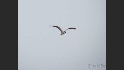 Black-crowned Night Heron