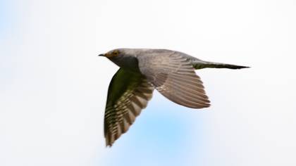 Common Cuckoo