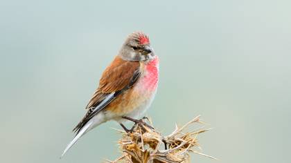 Common Linnet