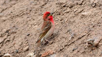 Common Rosefinch