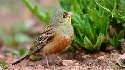 Ortolan Bunting