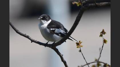 Semicollared Flycatcher