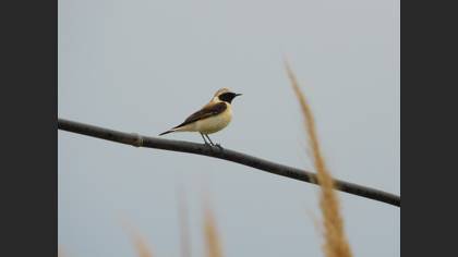 Black-eared Wheatear