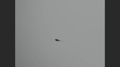 European Red-rumped Swallow