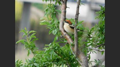 Woodchat Shrike