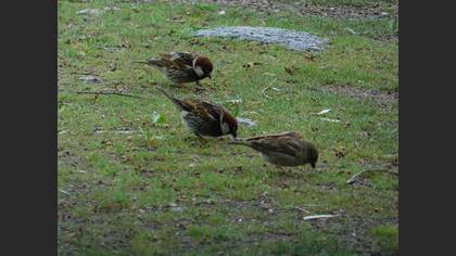 Spanish Sparrow