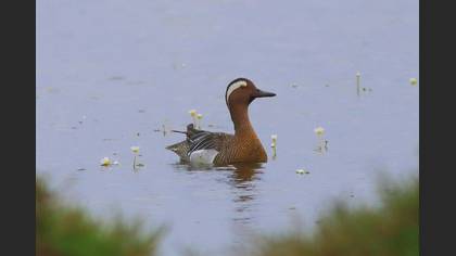 Garganey