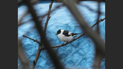 Collared Flycatcher