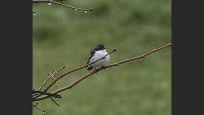 European Pied Flycatcher