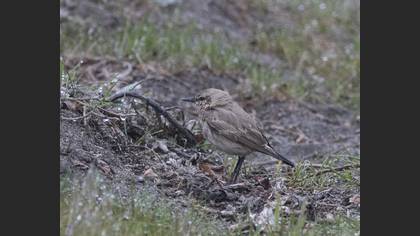 Isabelline Wheatear