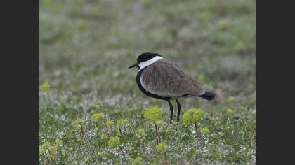 Spur-winged Lapwing