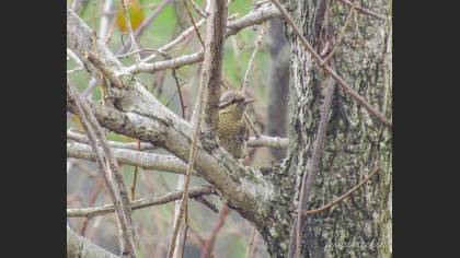 Eurasian Wryneck