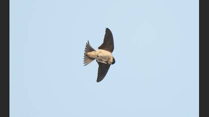 Western House Martin