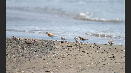 Little Stint