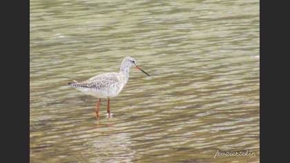 Spotted Redshank