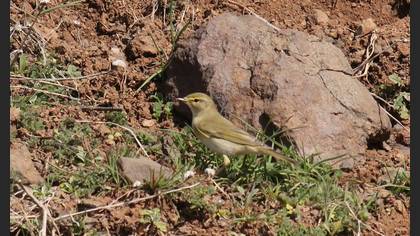 Willow Warbler