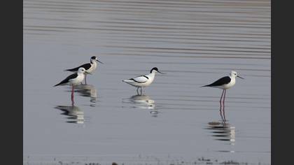 Pied Avocet