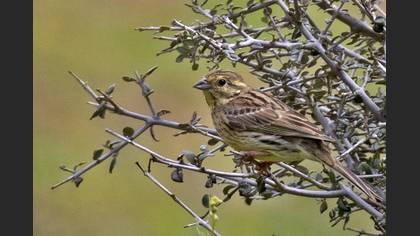Cirl Bunting
