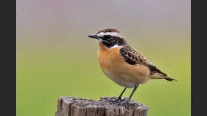 Whinchat