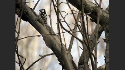 Lesser Spotted Woodpecker