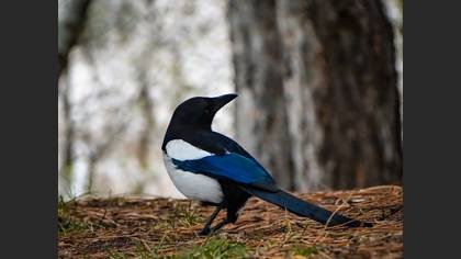 Eurasian Magpie