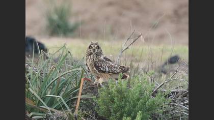 Short-eared Owl