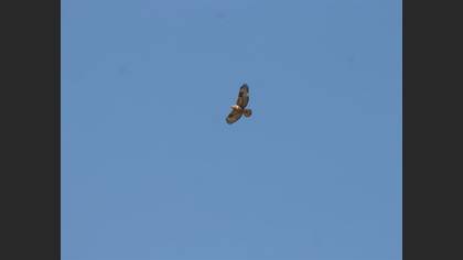 Long-legged Buzzard