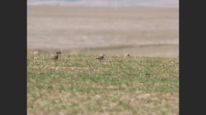 European Golden Plover