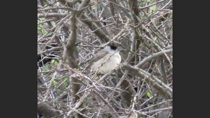Eurasian Blackcap