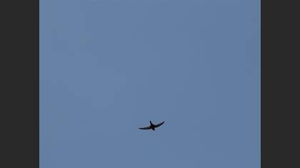 Common Swift