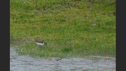 Common Sandpiper