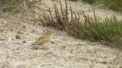 Turkestan Short-toed Lark