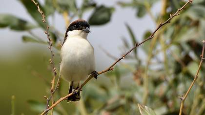 Woodchat Shrike