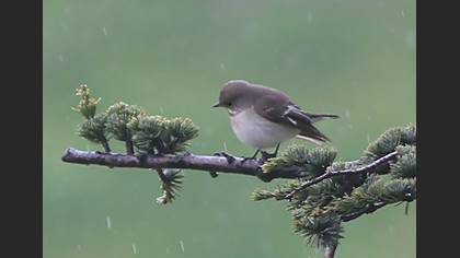 Semicollared Flycatcher