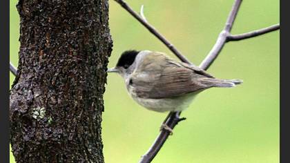 Eurasian Blackcap