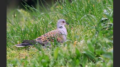 European Turtle Dove