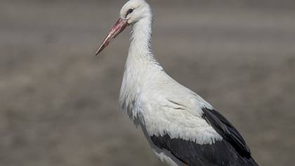 White Stork