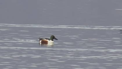 Northern Shoveler