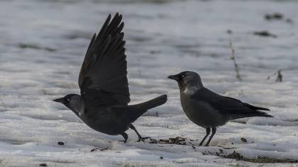 Western Jackdaw