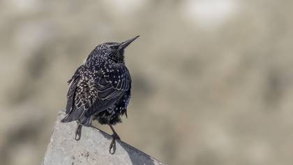 Common Starling
