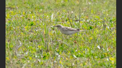Tawny Pipit