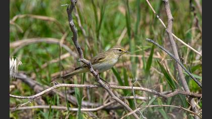 Willow Warbler