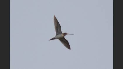 Common Snipe
