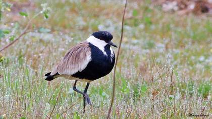Spur-winged Lapwing
